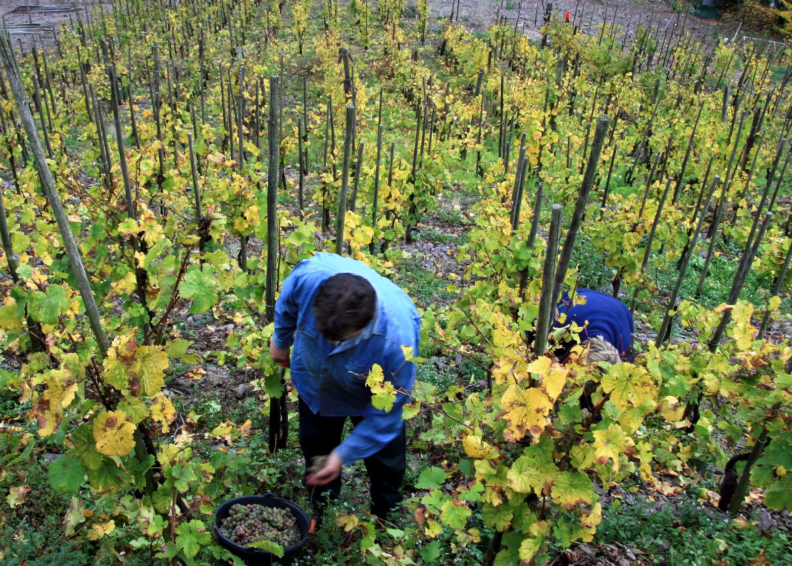 Steep terraced Riesling vineyards above the Mosel river near Cochem during harvest.
