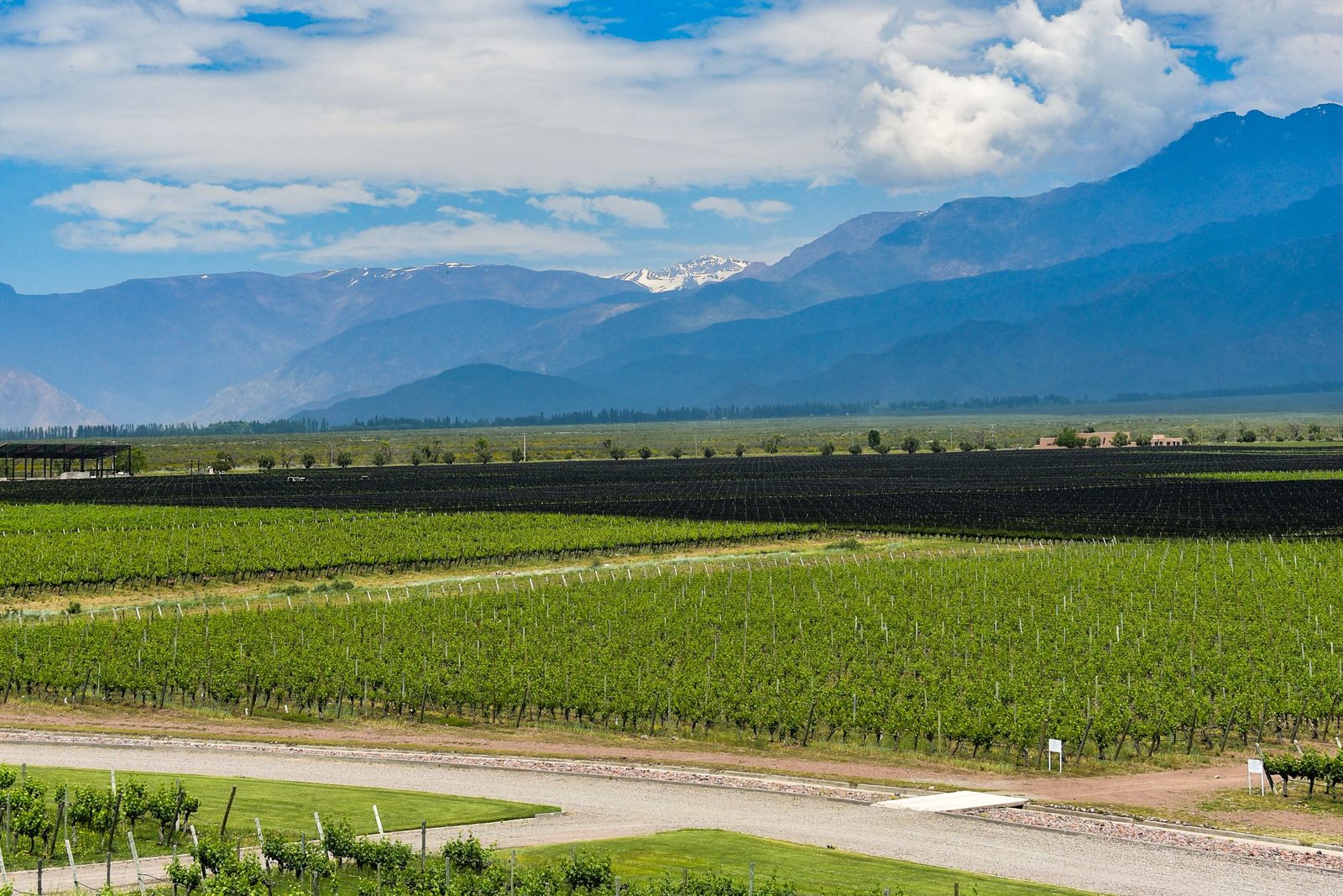 Trained vine rows on the valley floor near Tunuyán, with the snow-topped Andes rising behind.