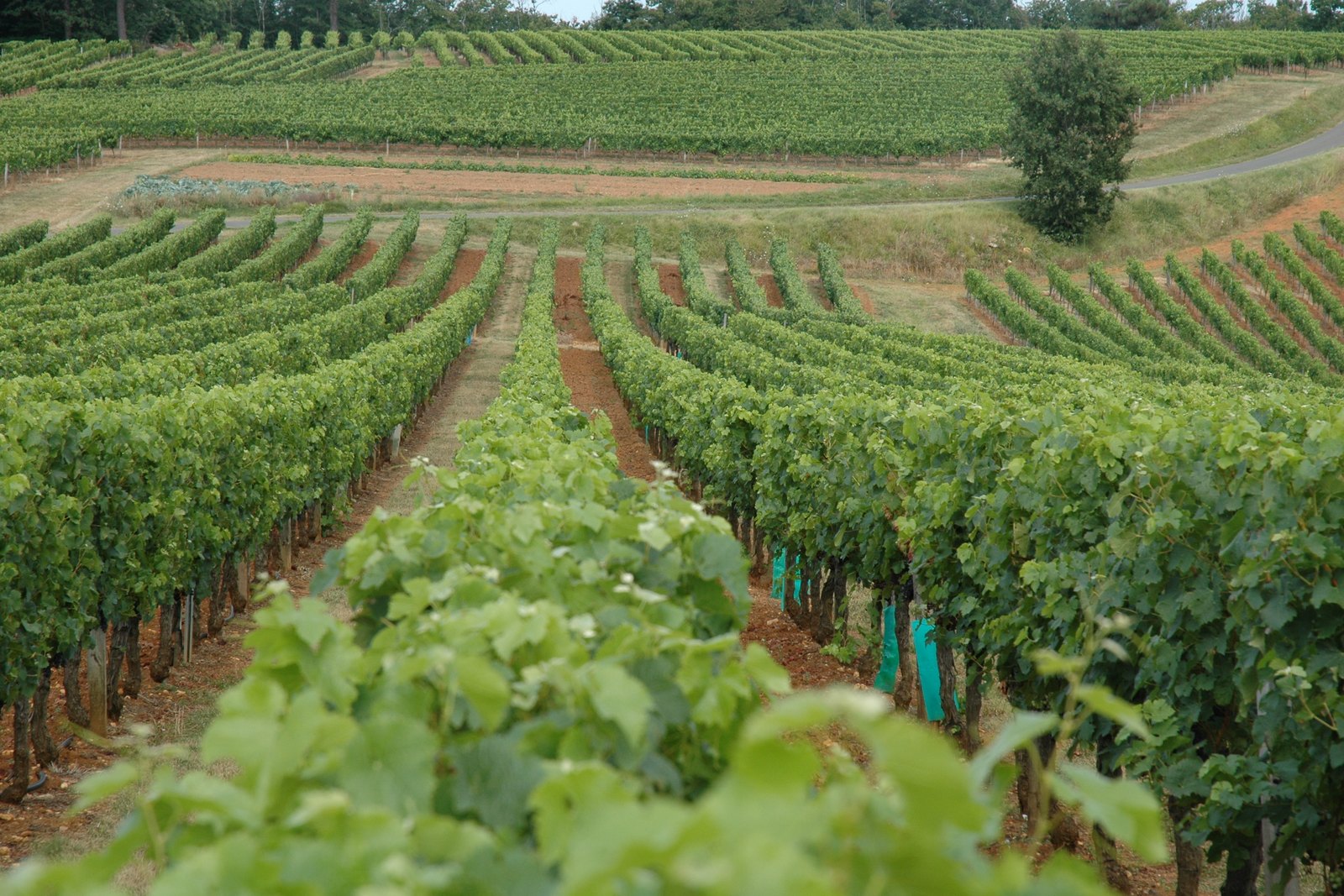 Vine rows running across a broad Cahors vineyard, with wooded slopes rising behind.