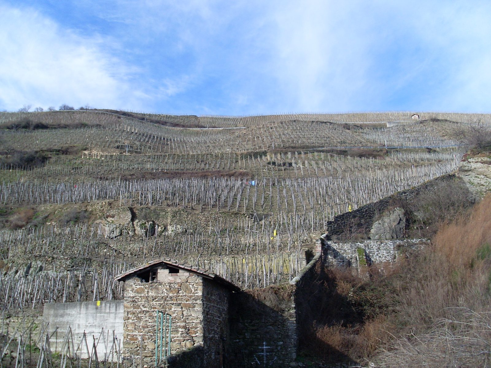 Terraced Syrah vineyards on the steep granite slopes of Côte-Rôtie in the northern Rhône.