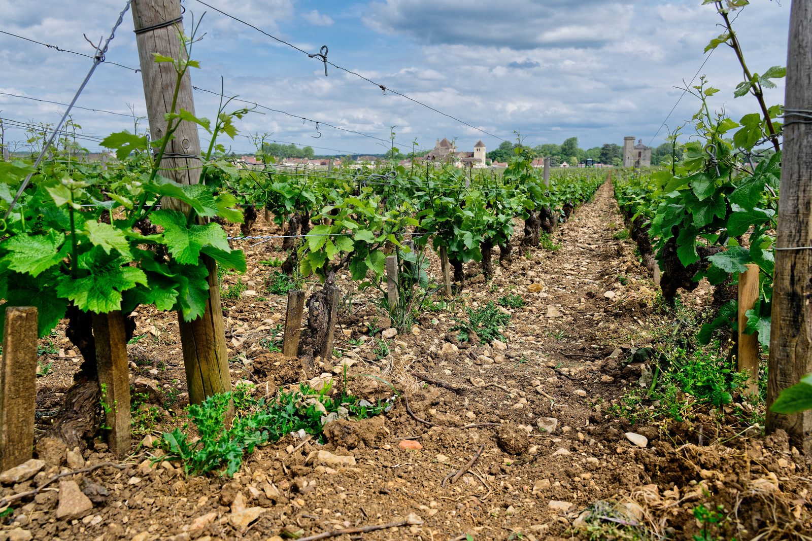 Rows of vines running across a walled Burgundy vineyard, with village rooftops and wooded slopes behind.